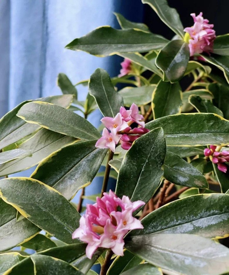 3 loài hoa dễ trồng, chạm đất là sống: Vài năm sau thân còn hóa gỗ, dáng đẹp như bonsai tiền triệu