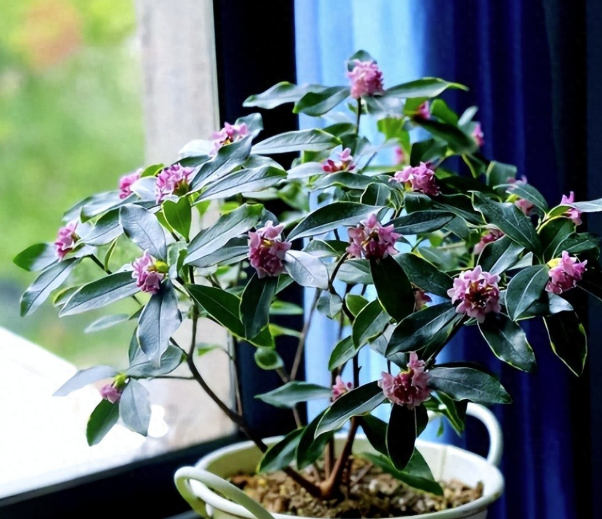 3 loài hoa dễ trồng, chạm đất là sống: Vài năm sau thân còn hóa gỗ, dáng đẹp như bonsai tiền triệu