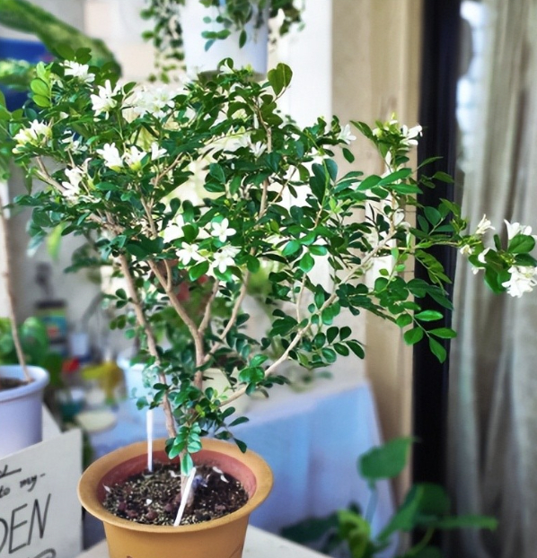 3 loài hoa dễ trồng, chạm đất là sống: Vài năm sau thân còn hóa gỗ, dáng đẹp như bonsai tiền triệu