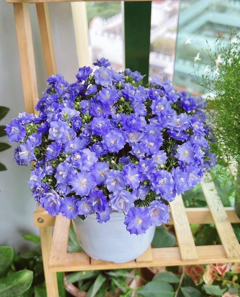 5 loài hoa nở 200 ngày mỗi năm, không biết mệt là gì: Đẹp hơn hoa hồng, thơm hơn mộc hương, chăm cực dễ 