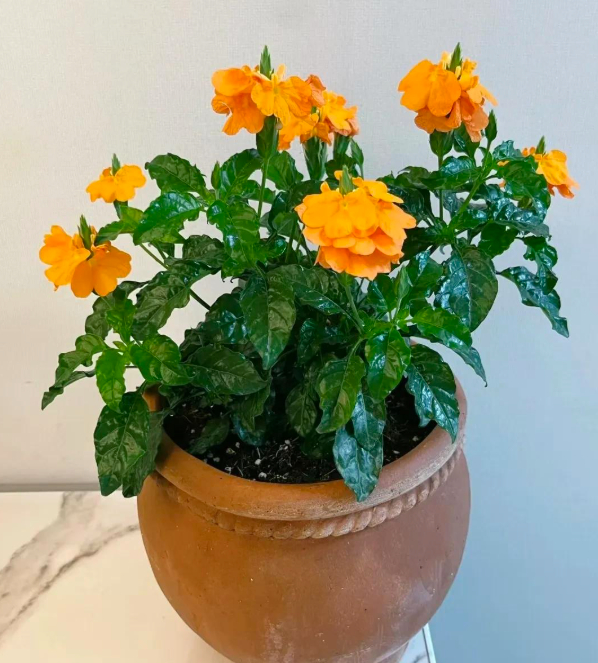 5 loài hoa nở 200 ngày mỗi năm, không biết mệt là gì: Đẹp hơn hoa hồng, thơm hơn mộc hương, chăm cực dễ 