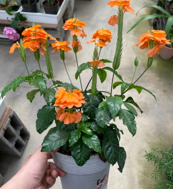 5 loài hoa nở 200 ngày mỗi năm, không biết mệt là gì: Đẹp hơn hoa hồng, thơm hơn mộc hương, chăm cực dễ 