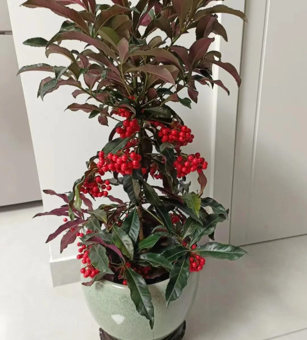 5 loài hoa nở 200 ngày mỗi năm, không biết mệt là gì: Đẹp hơn hoa hồng, thơm hơn mộc hương, chăm cực dễ 