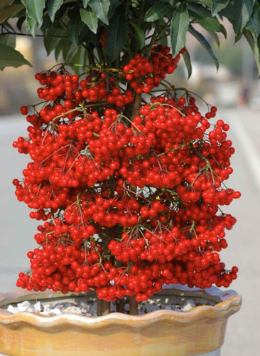 5 loài hoa nở 200 ngày mỗi năm, không biết mệt là gì: Đẹp hơn hoa hồng, thơm hơn mộc hương, chăm cực dễ 