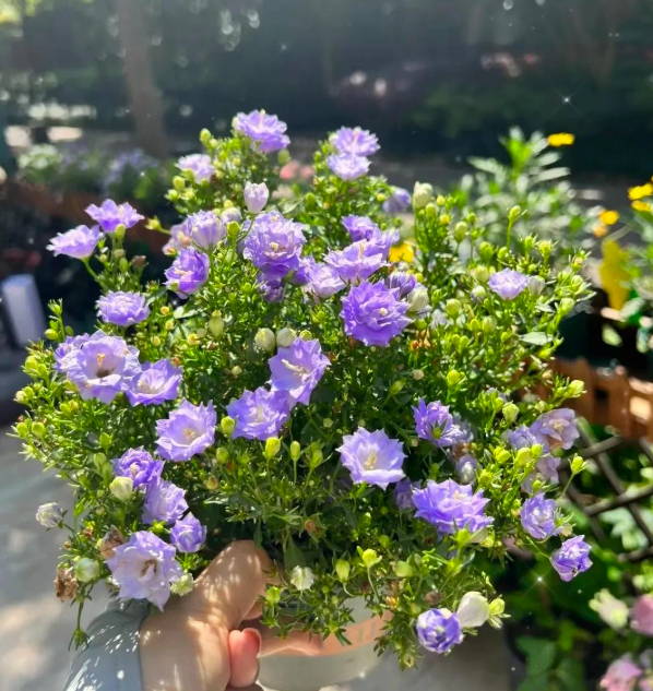 5 loài hoa nở 200 ngày mỗi năm, không biết mệt là gì: Đẹp hơn hoa hồng, thơm hơn mộc hương, chăm cực dễ 