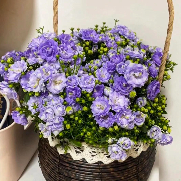 5 loài hoa nở 200 ngày mỗi năm, không biết mệt là gì: Đẹp hơn hoa hồng, thơm hơn mộc hương, chăm cực dễ 