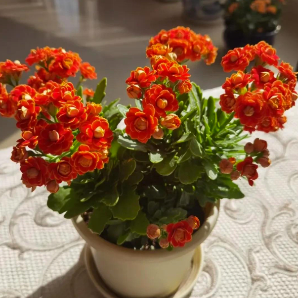 5 loài hoa nở 200 ngày mỗi năm, không biết mệt là gì: Đẹp hơn hoa hồng, thơm hơn mộc hương, chăm cực dễ 