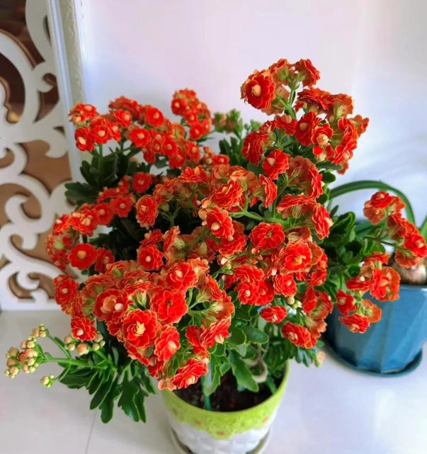 5 loài hoa nở 200 ngày mỗi năm, không biết mệt là gì: Đẹp hơn hoa hồng, thơm hơn mộc hương, chăm cực dễ 