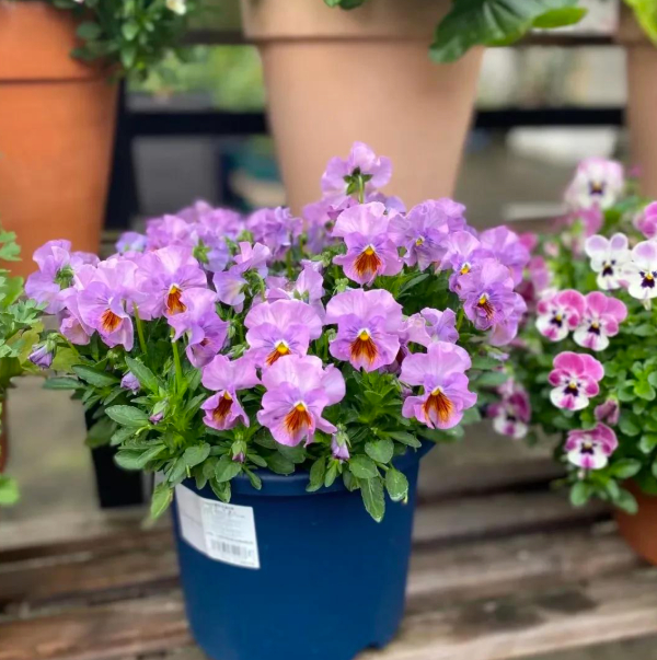 5 loài hoa nở 200 ngày mỗi năm, không biết mệt là gì: Đẹp hơn hoa hồng, thơm hơn mộc hương, chăm cực dễ 