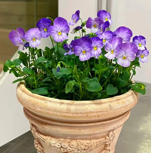 5 loài hoa nở 200 ngày mỗi năm, không biết mệt là gì: Đẹp hơn hoa hồng, thơm hơn mộc hương, chăm cực dễ 