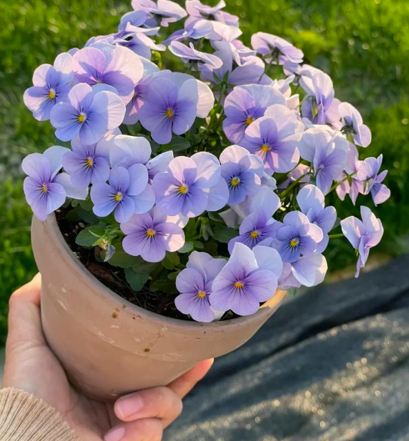 5 loài hoa nở 200 ngày mỗi năm, không biết mệt là gì: Đẹp hơn hoa hồng, thơm hơn mộc hương, chăm cực dễ 