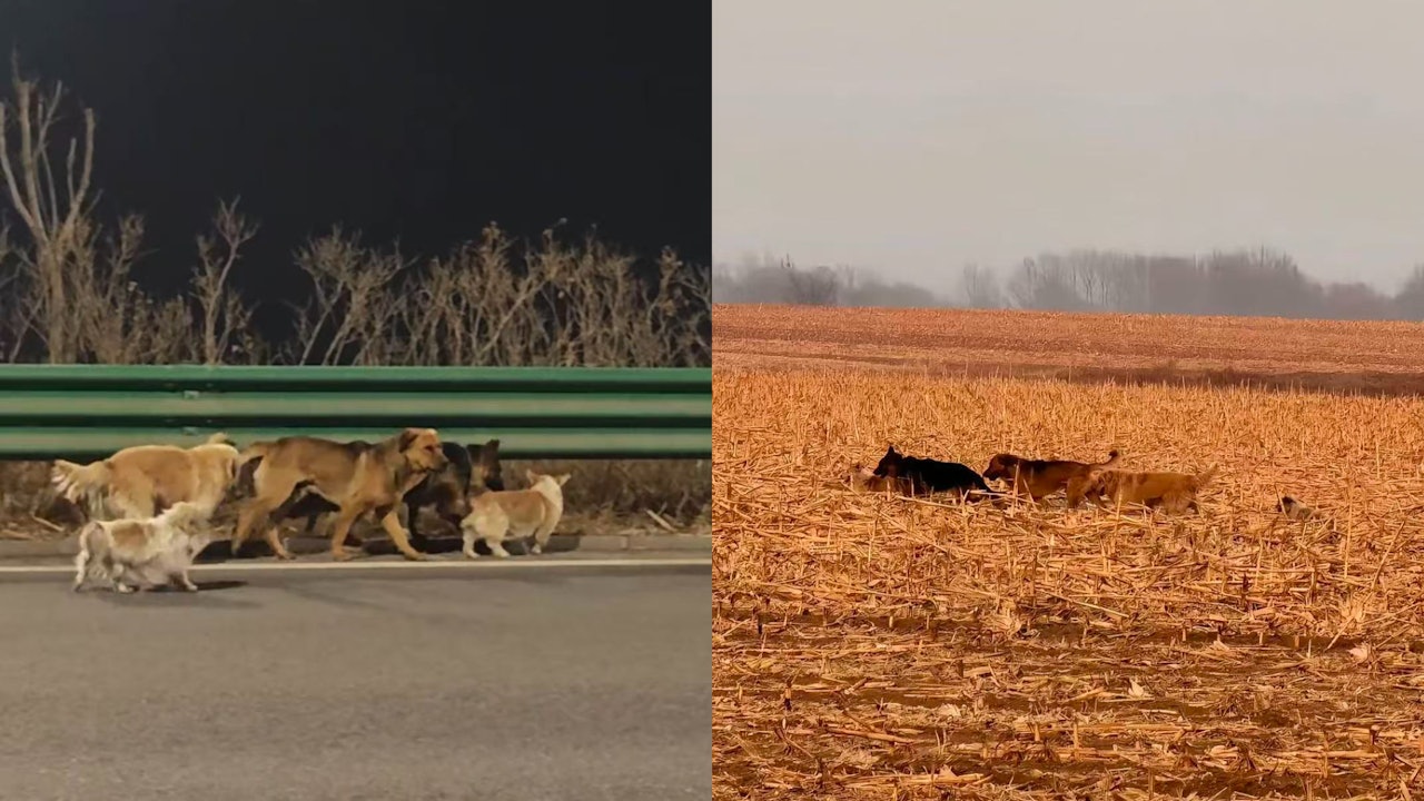 Hơn cả phim ảnh: 7 chú chó bị trộm cùng nhau vượt 17km tìm đường về nhà