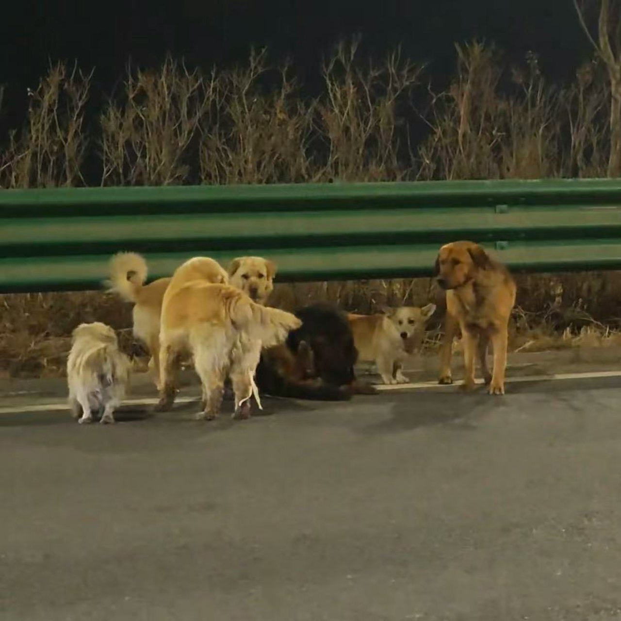 Hơn cả phim ảnh: 7 chú chó bị trộm cùng nhau vượt 17km tìm đường về nhà