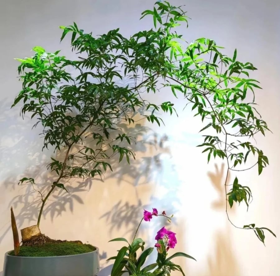 Muốn phòng khách lên level thượng lưu, tôi khuyên bạn ĐỪNG TRỒNG HOA: 8 cây xanh này mới là 