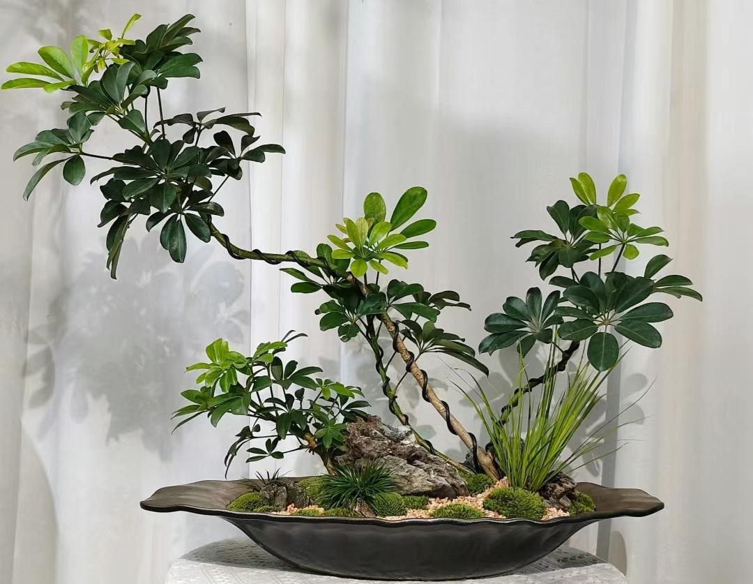 Muốn phòng khách lên level thượng lưu, tôi khuyên bạn ĐỪNG TRỒNG HOA: 8 cây xanh này mới là 