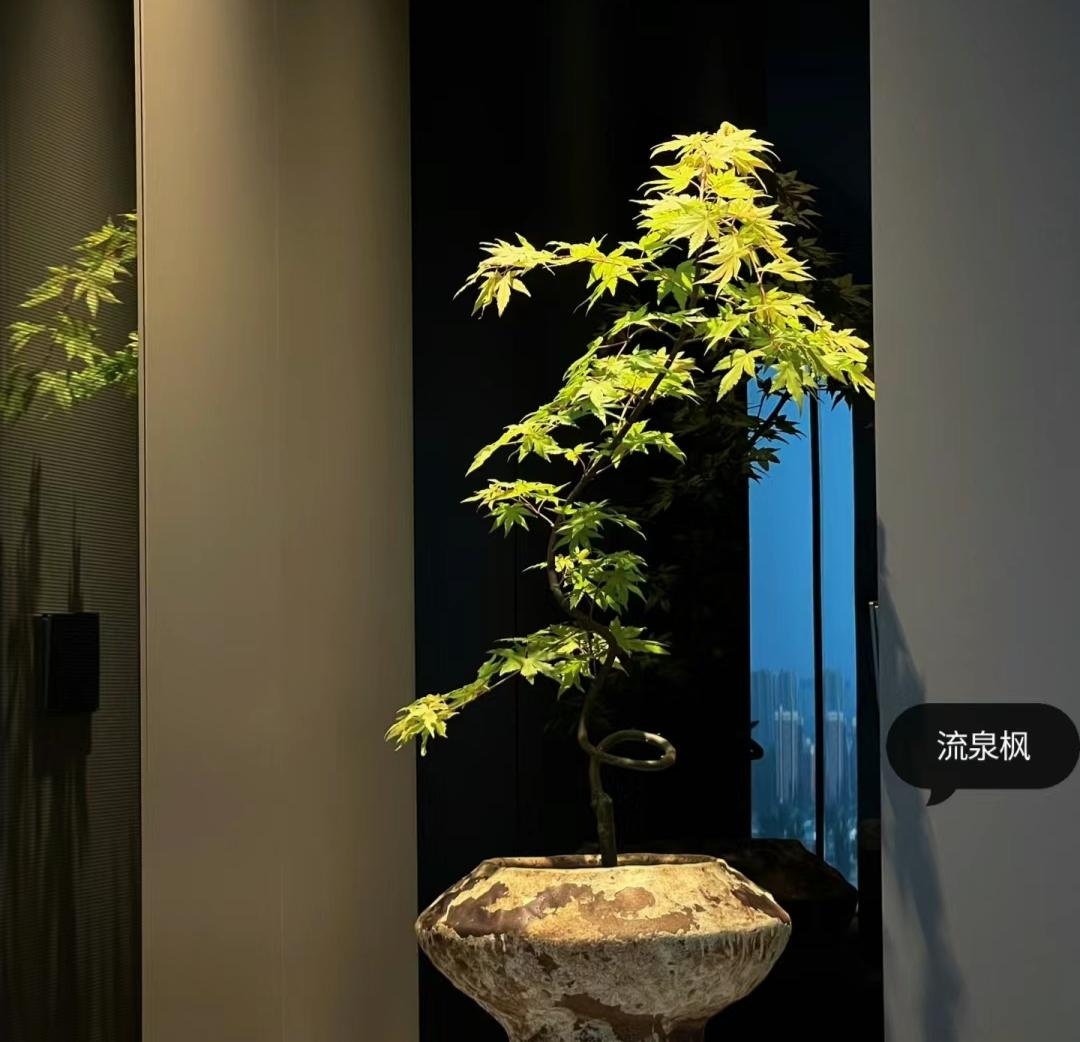 Muốn phòng khách lên level thượng lưu, tôi khuyên bạn ĐỪNG TRỒNG HOA: 8 cây xanh này mới là 