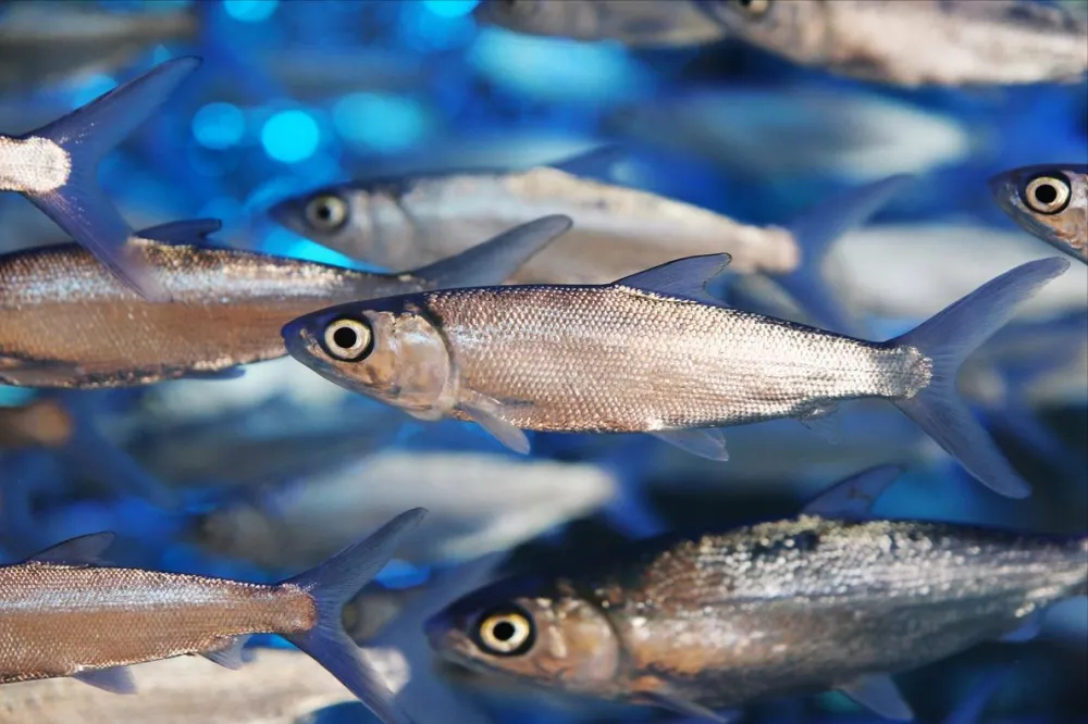 5 loại cá tưởng rẻ mà tiềm ẩn formaldehyde và kim loại nặng, ăn nhiều có thể hại gan thận