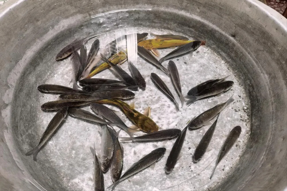 5 loại cá tưởng rẻ mà tiềm ẩn formaldehyde và kim loại nặng, ăn nhiều có thể hại gan thận