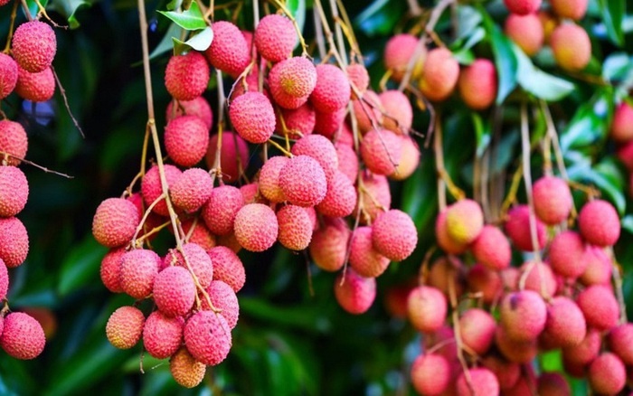 Loại quả khiến Dương Quý Phi đặc biệt thích: Xưa vận chuyển nghìn dặm, nay bán đầy vỉa hè