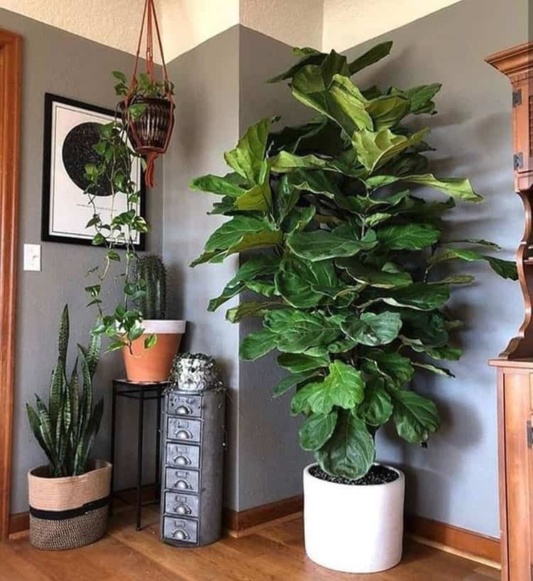 Gia đình khá giả chuộng trồng nhất 4 loài cây này: Cành khỏe, lá đẹp, dáng sang, nhìn là biết chủ nhân 