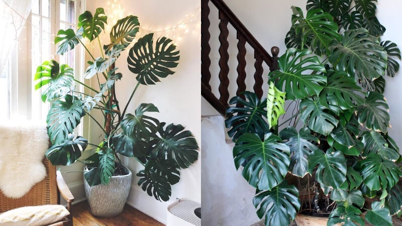 Gia đình khá giả chuộng trồng nhất 4 loài cây này: Cành khỏe, lá đẹp, dáng sang, nhìn là biết chủ nhân 