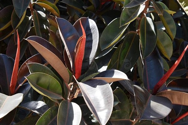 Gia đình khá giả chuộng trồng nhất 4 loài cây này: Cành khỏe, lá đẹp, dáng sang, nhìn là biết chủ nhân 