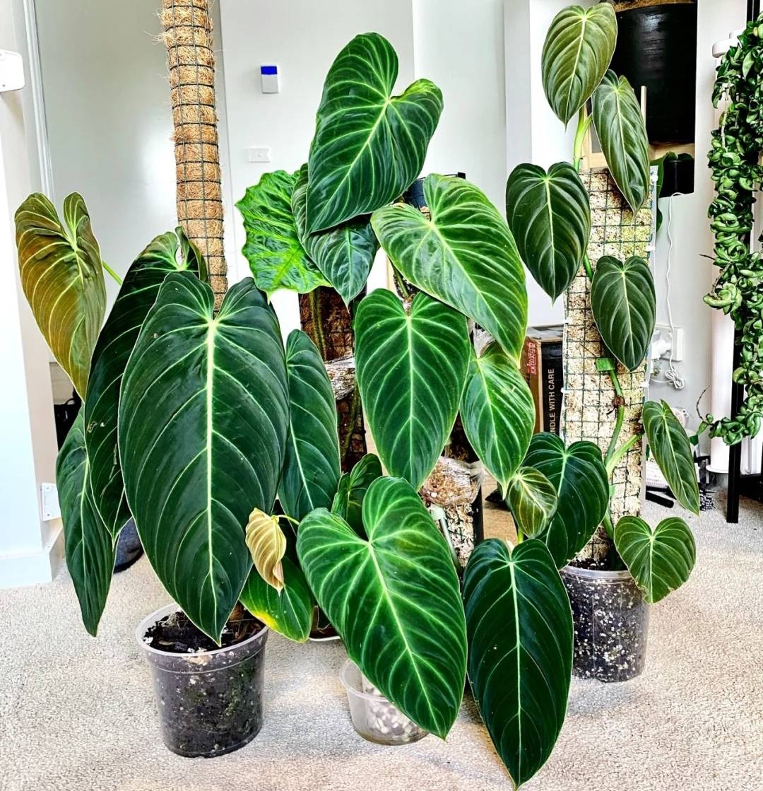 Gia đình khá giả chuộng trồng nhất 4 loài cây này: Cành khỏe, lá đẹp, dáng sang, nhìn là biết chủ nhân 