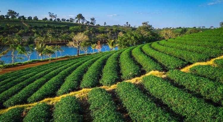 6 hãng trà ô long Việt Nam ngon nhất, xịn nhất: Tinh tuyển cao nguyên, uống 1 lần cứ nhớ mãi