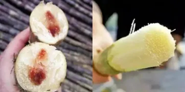 Mía mốc (trái) và mía tươi (phải)