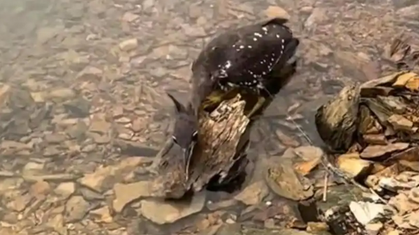 Loài cò họng đen Hải Nam chỉ có khoảng một nghìn cá thể trong tự nhiên. (Ảnh: Red Star News)