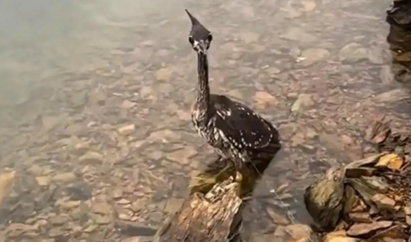 Ảnh từ vlog của ông Ngô