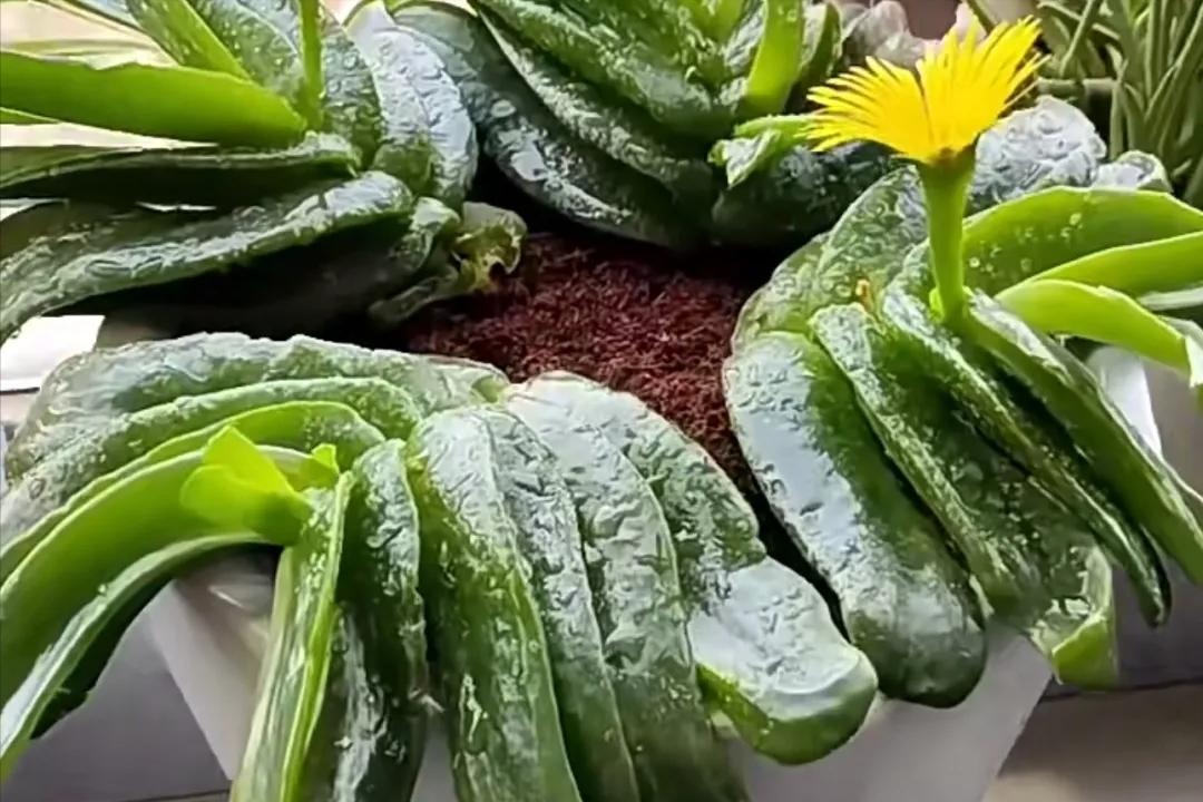 Phong thủy sư nói: 3 cây 