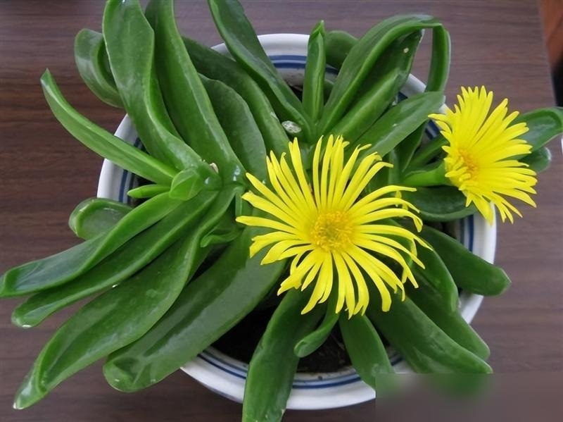 Phong thủy sư nói: 3 cây 