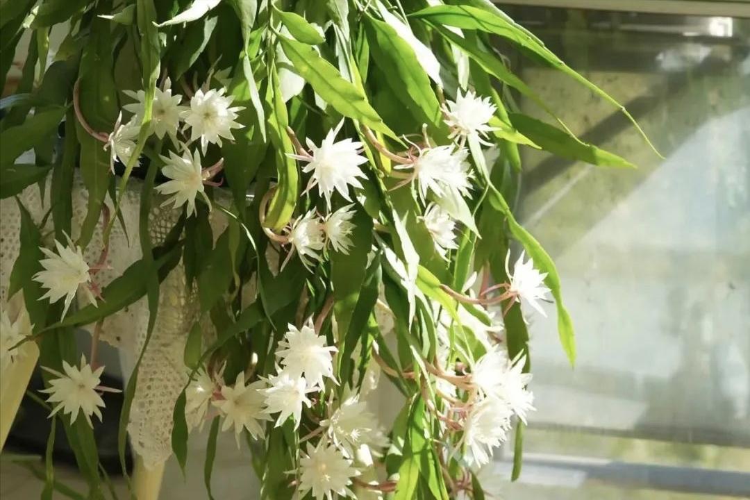 Ông bà căn dặn: 