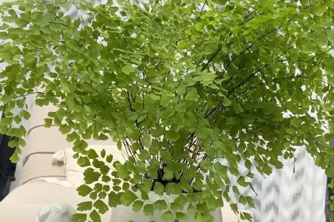 Ông bà căn dặn: 