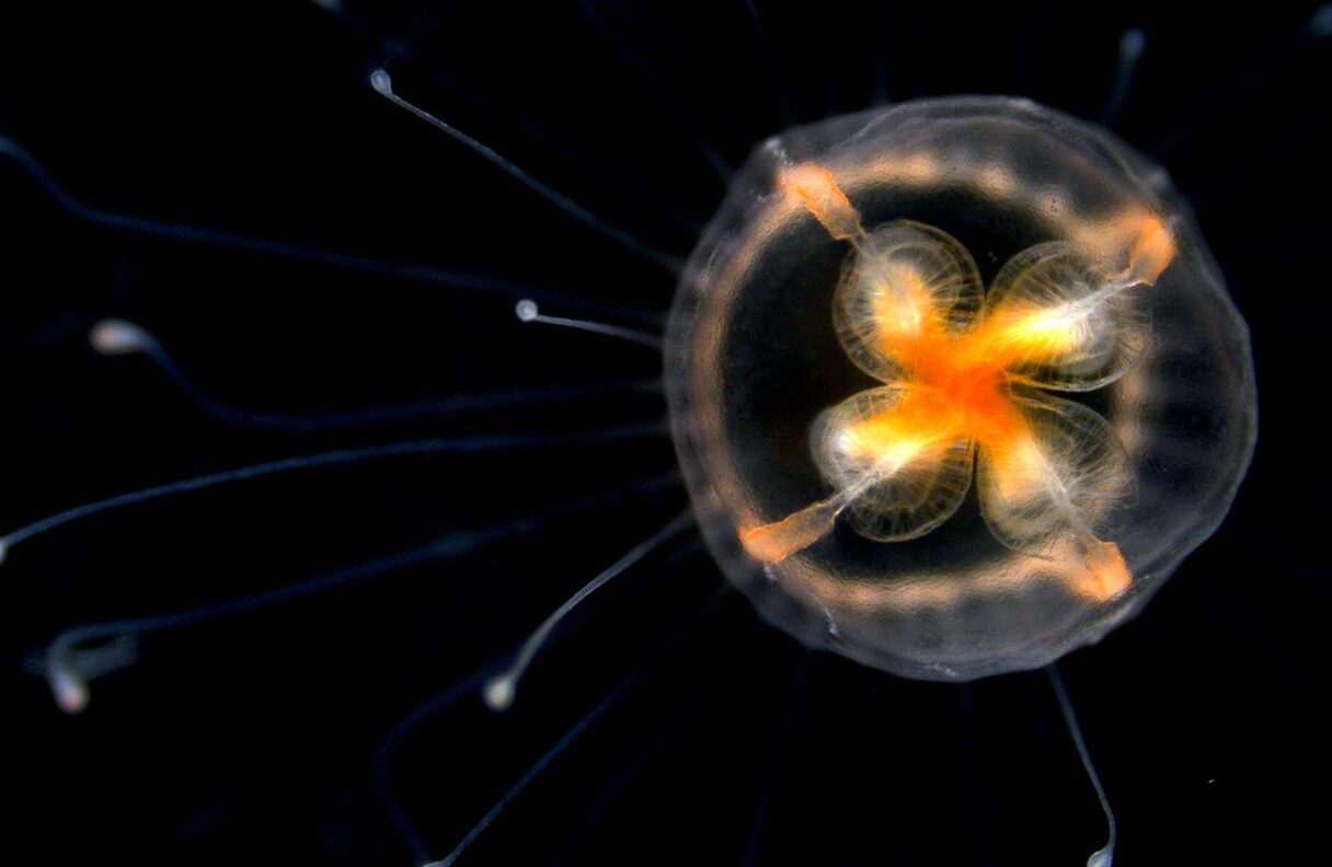 Loài vật duy nhất bất tử trên thế giới, có thể cải lão hoàn đồng, mãi không già đi