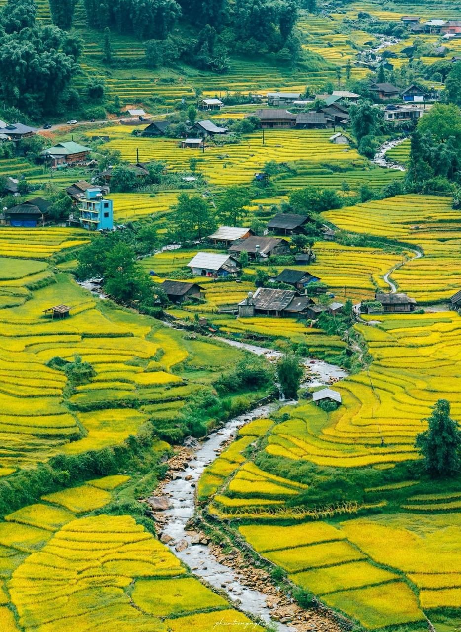 Một trong các điểm ngắm lúa chín cực đẹp của Sa Pa là khu vực Tả Van, thung lũng Mường Hoa. Giữa mênh mông những dải ruộng bậc thang là những nếp nhà sàn, homestay của người dân địa phương. Ảnh: Trọng Nghĩa
