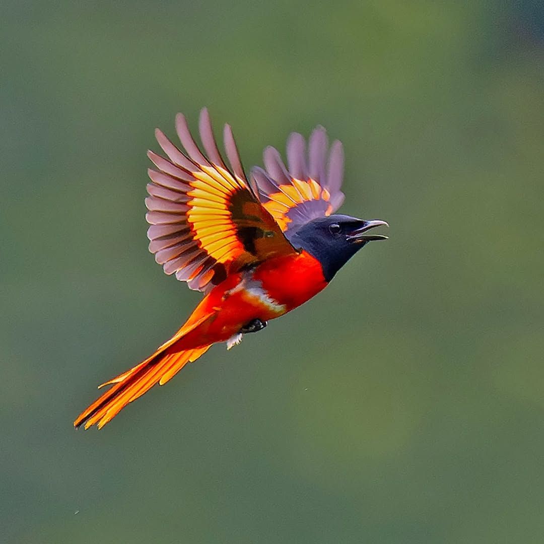 Địa điểm ngắm chim ở Việt Nam lọt top đẹp nhất thế giới