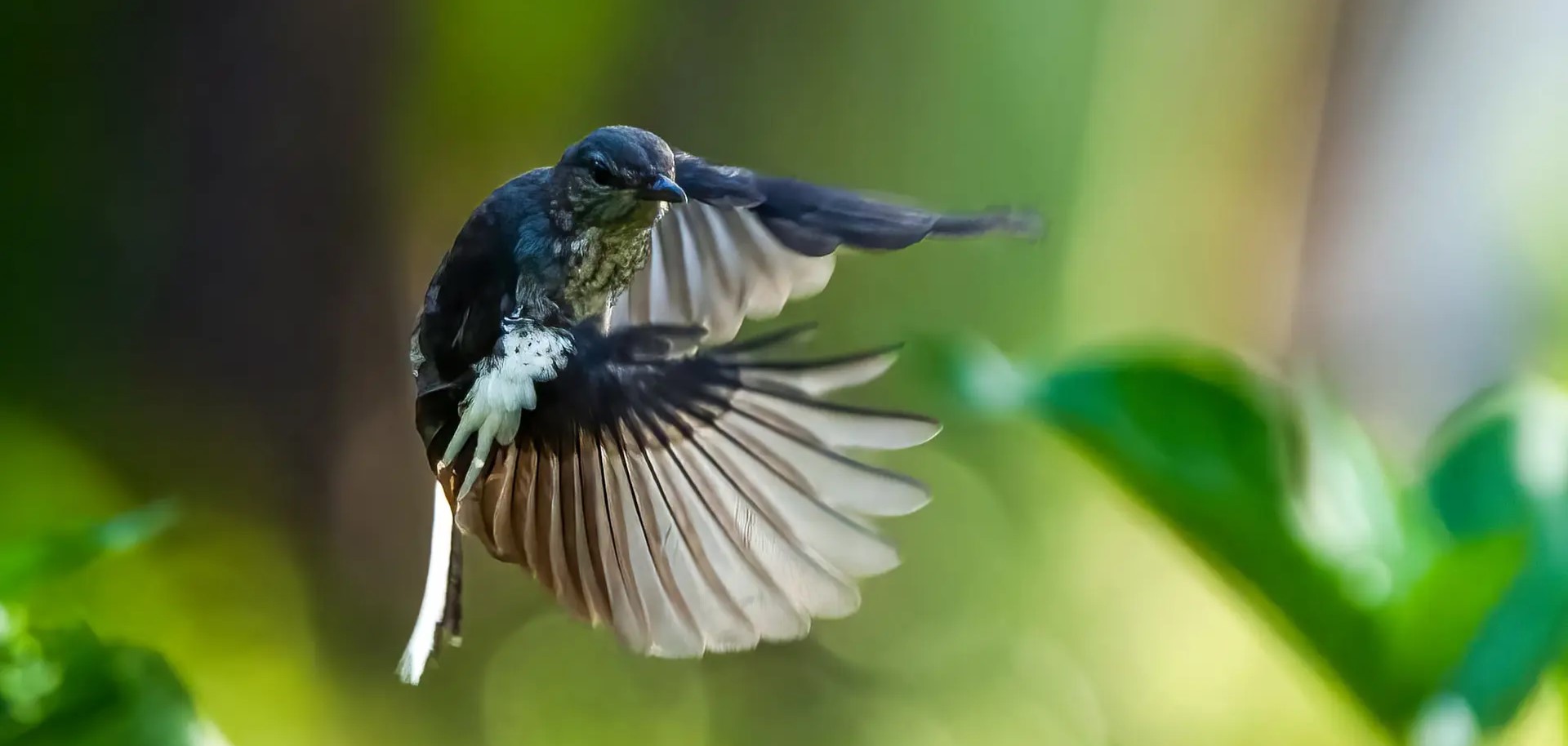 Địa điểm ngắm chim ở Việt Nam lọt top đẹp nhất thế giới