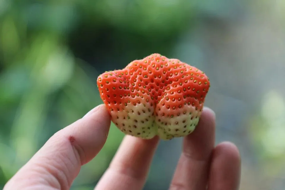 Đi chợ mua trái cây, nên chọn quả to hay quả nhỏ? Nhiều người chọn sai