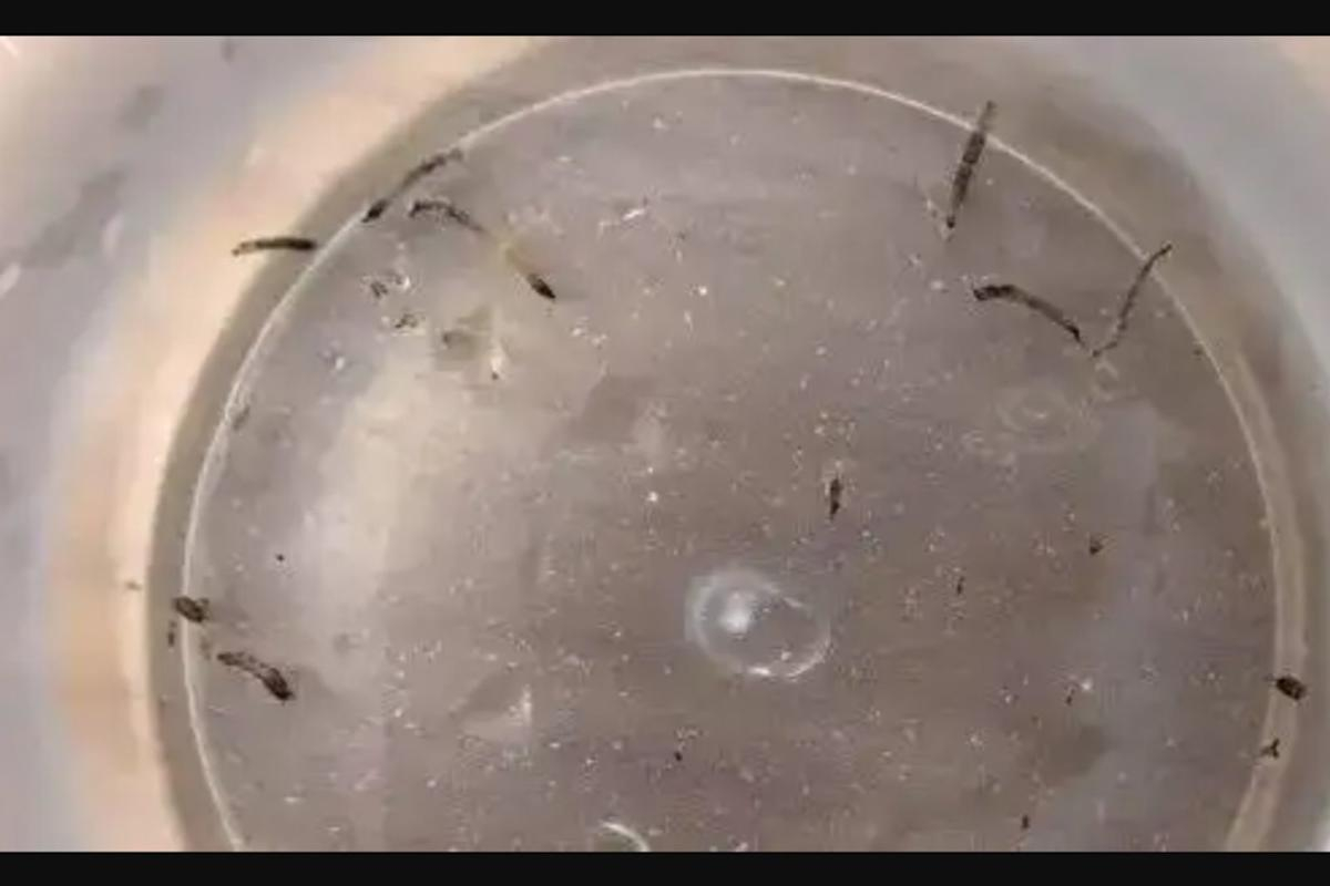 Bé gái nôn ra “giun sống” suốt hơn 1 tháng, thủ phạm lại là loài đang có trong nhiều gia đình