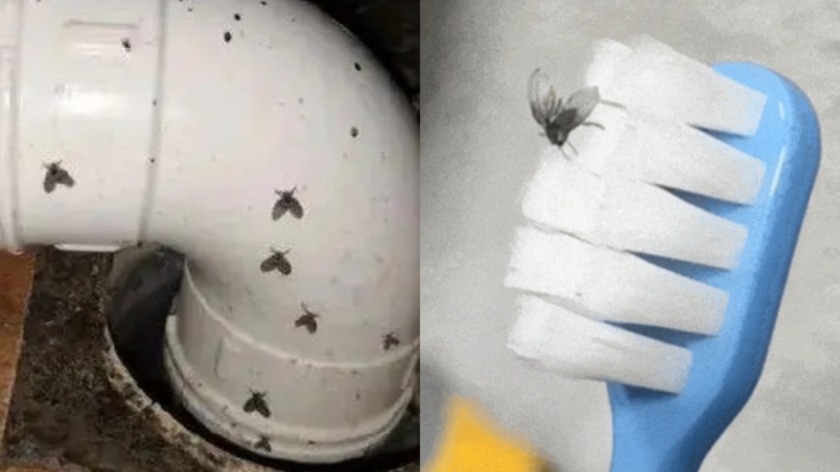 Bé gái nôn ra “giun sống” suốt hơn 1 tháng, thủ phạm lại là loài đang có trong nhiều gia đình