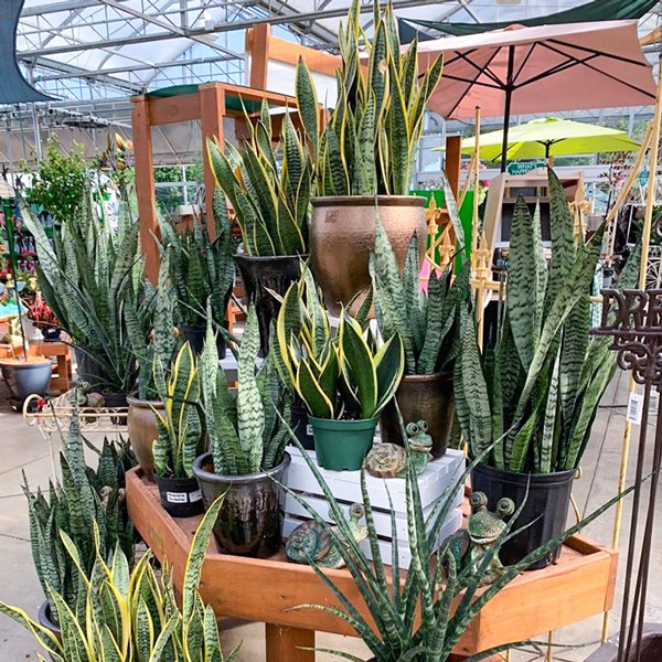 Lời khuyên đến những gia đình đang trồng cây lưỡi hổ