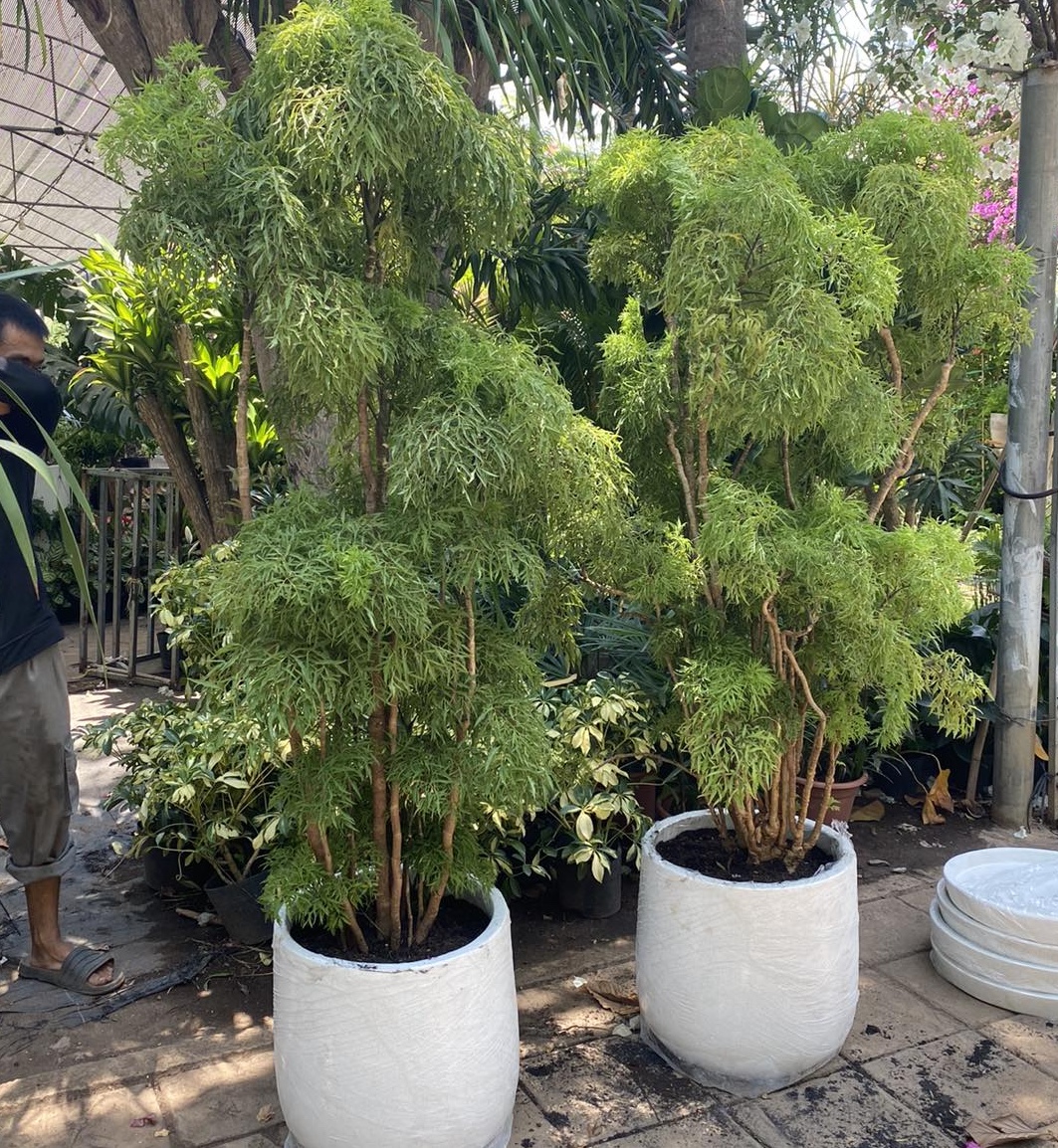 Lời khuyên đến những gia đình đang trồng cây đinh lăng