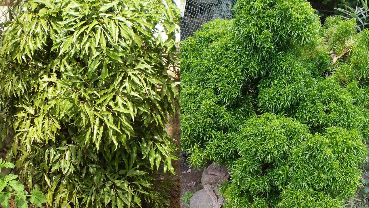 Lời khuyên đến những gia đình đang trồng cây đinh lăng