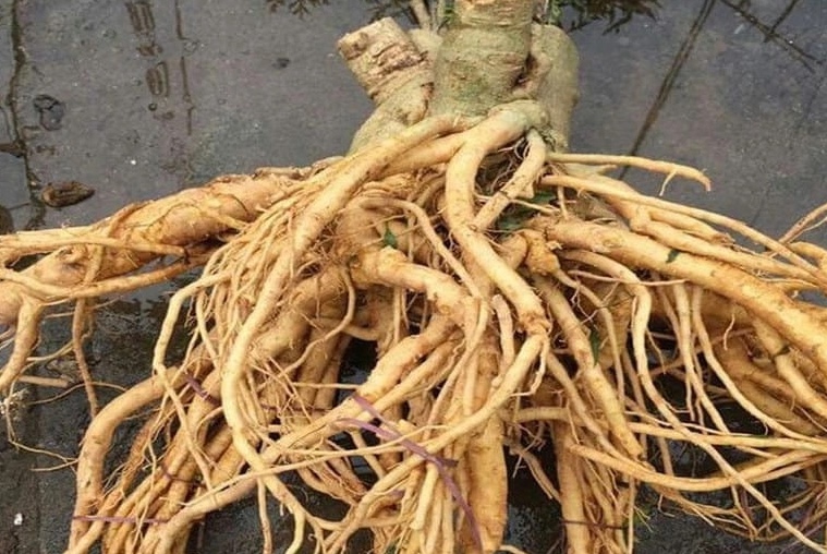 Lời khuyên đến những gia đình đang trồng cây đinh lăng