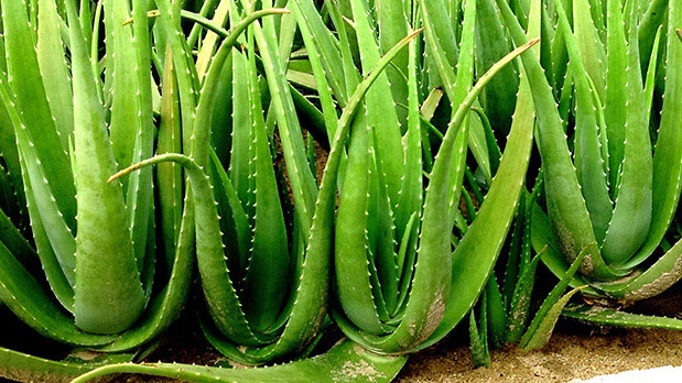 Lời khuyên đến những gia đình đang trồng cây nha đam