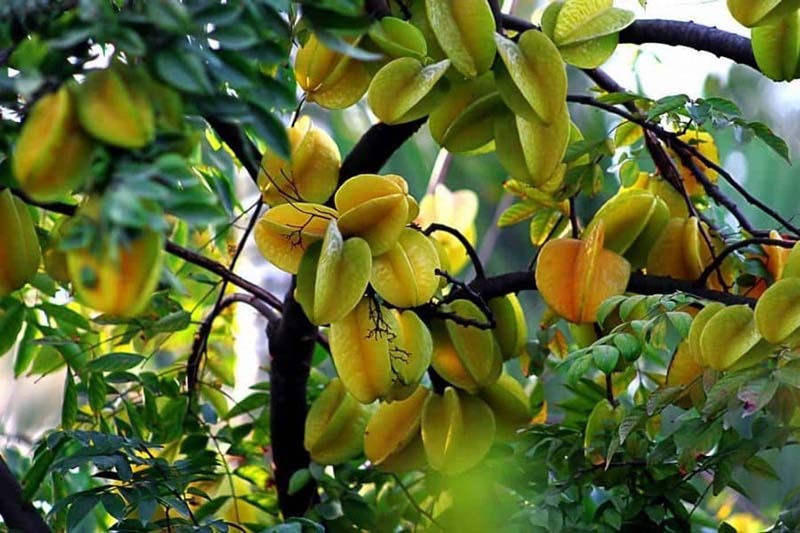 Lời khuyên đến những gia đình đang trồng cây khế