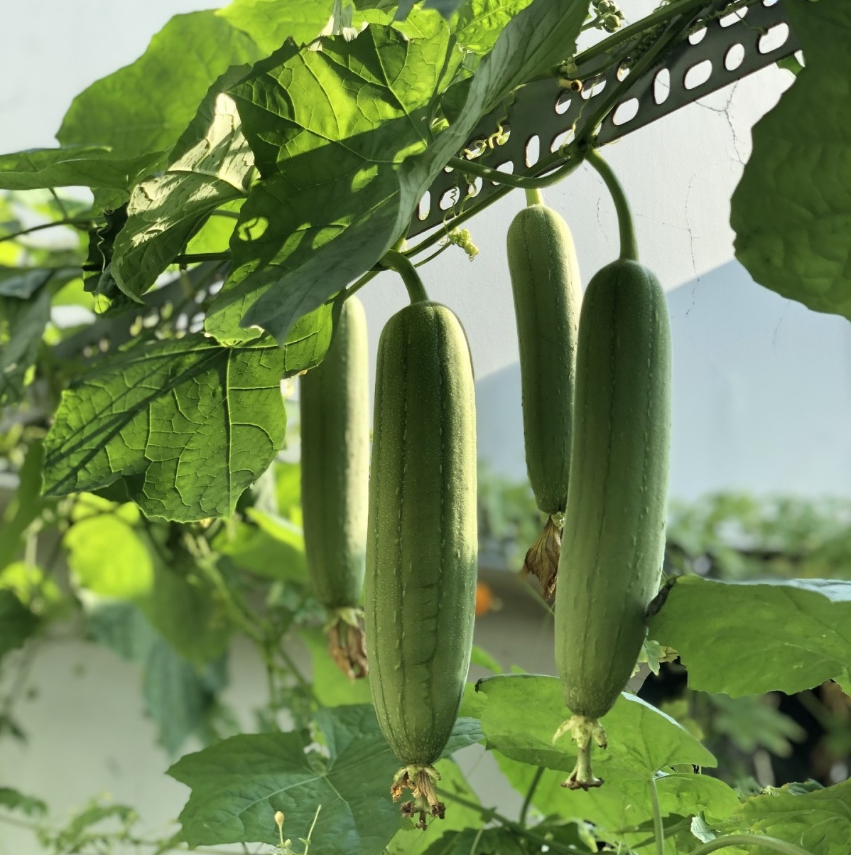 Lời khuyên đến những gia đình đang trồng cây mướp