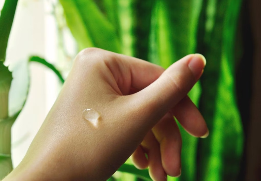 Lời khuyên đến những gia đình đang trồng cây nha đam